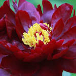 Paeonia 'Buckeye Belle', Peony 'Buckeye Belle', 'Buckeye Belle' Peony, Red Peonies, Red Flowers